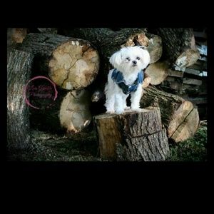 Meet your Posher, Elizabeth